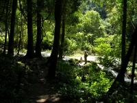 チェンマイ郊外のブア・トーン滝（1） - Photo No.3