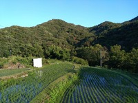 うなぎの寝床 #10902