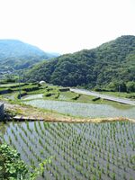 うなぎの寝床 #10910