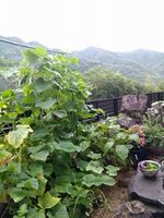 うなぎの寝床 #10975