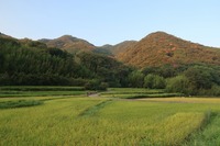 うなぎの寝床 #10987