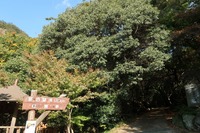 うなぎの寝床 #11056