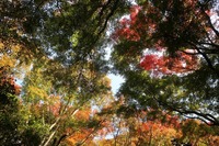 うなぎの寝床 #11058