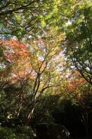 うなぎの寝床 #11060