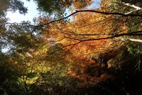 うなぎの寝床 #11061