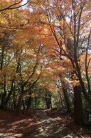 うなぎの寝床 #11062