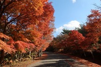うなぎの寝床 #11064