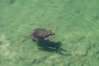 うなぎの寝床 #11074