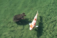 うなぎの寝床 #11075