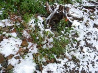 うなぎの寝床 #11095