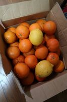 うなぎの寝床 #11104