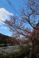 うなぎの寝床 #11115