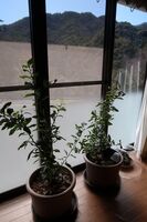 うなぎの寝床 #11140