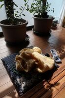 うなぎの寝床 #11141