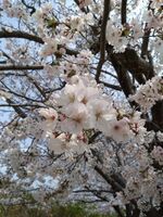 うなぎの寝床 #11155