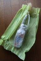 うなぎの寝床 #11175