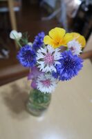 うなぎの寝床 #11204