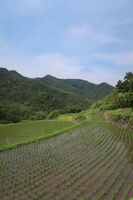 うなぎの寝床 #11207