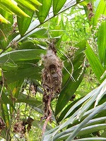 タイヨウチョウの巣（1）