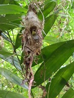 タイヨウチョウの巣（2）