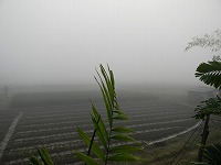 霧（1）