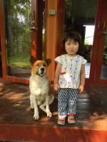 犬と子供 - Photo No.3