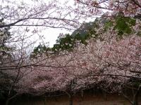 屋久島の桜 - Photo No.5