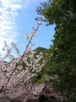 屋久島の桜 - Photo No.7