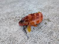 屋久島トリップ